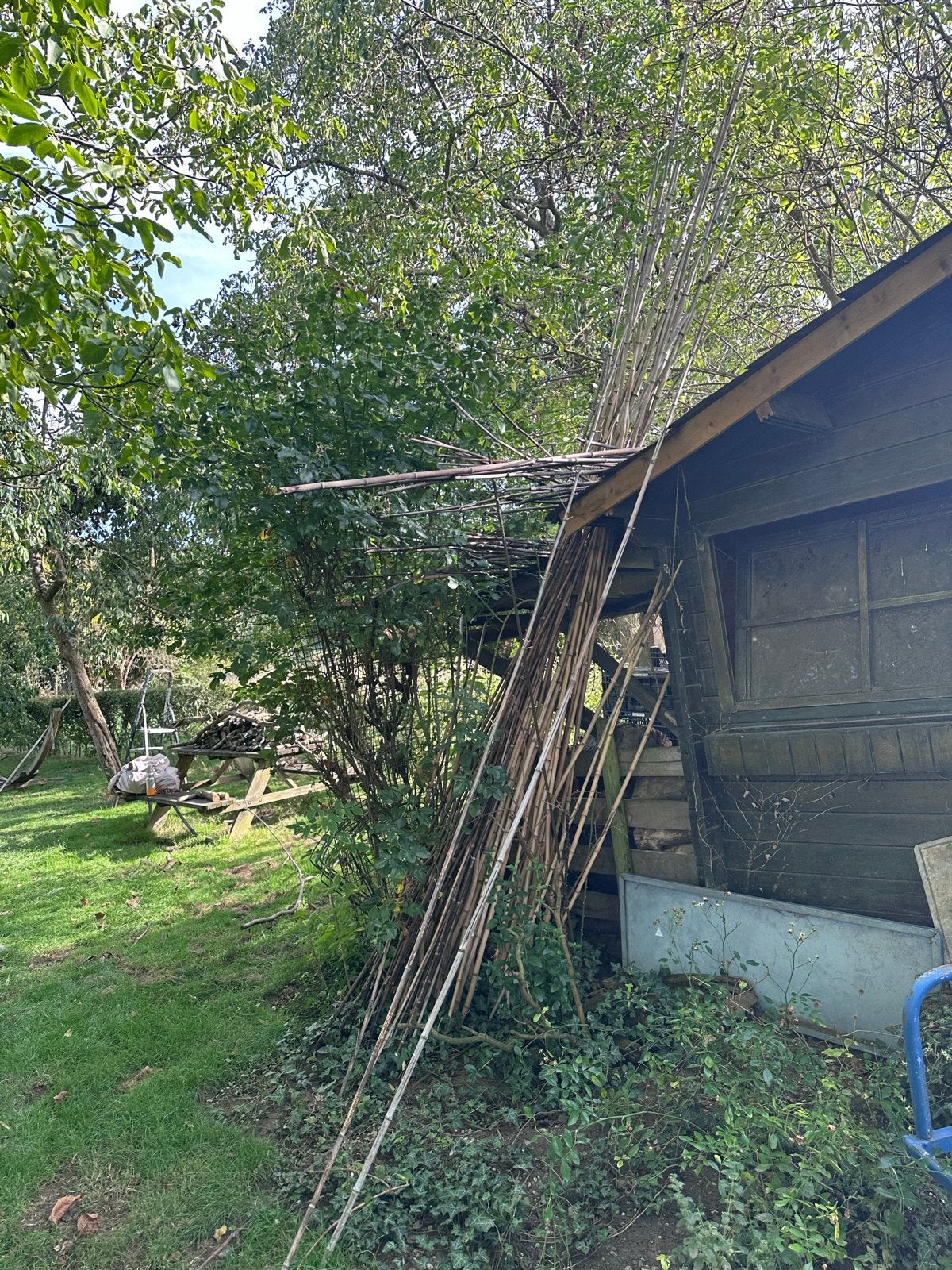 Diverse bamboestokken voor tuin en decoratie, Ophalen of Verzenden