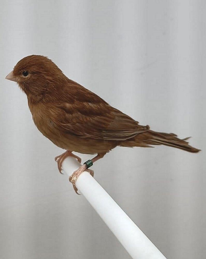 Jonge Phaeo-kanaries Split, Dieren en Toebehoren, Vogels | Kanaries, Geslacht onbekend, Kleurkanarie