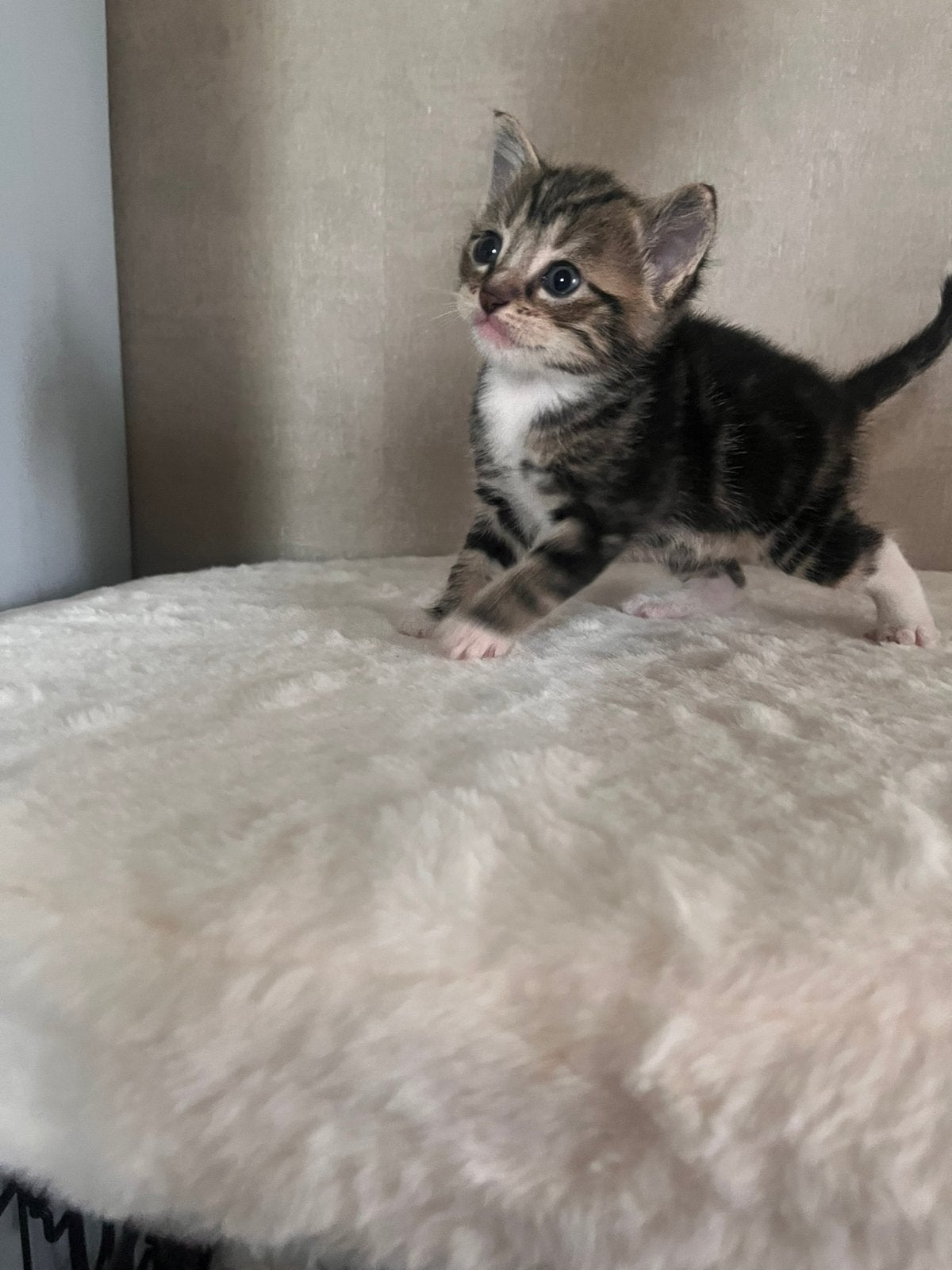 Lieve kittens 100,-, Meerdere dieren, Ontwormd