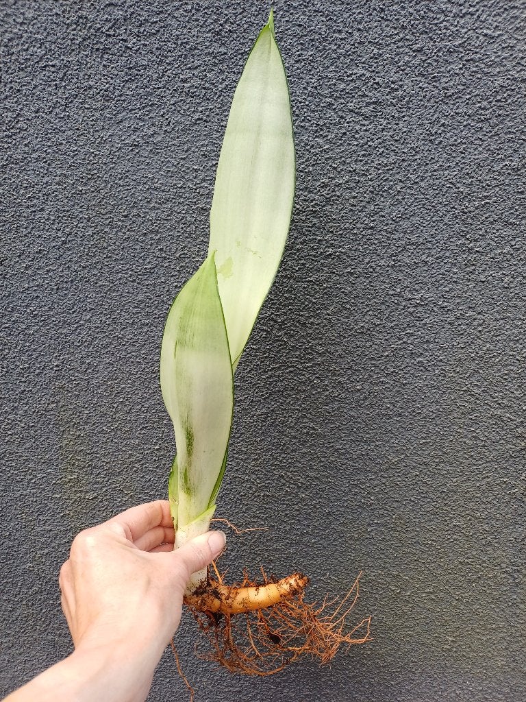 Sansevieria Moonshine, vrouwentong STEKKEN: MAKKELIJKE PLANT, Ophalen, Overige soorten, Halfschaduw, In pot