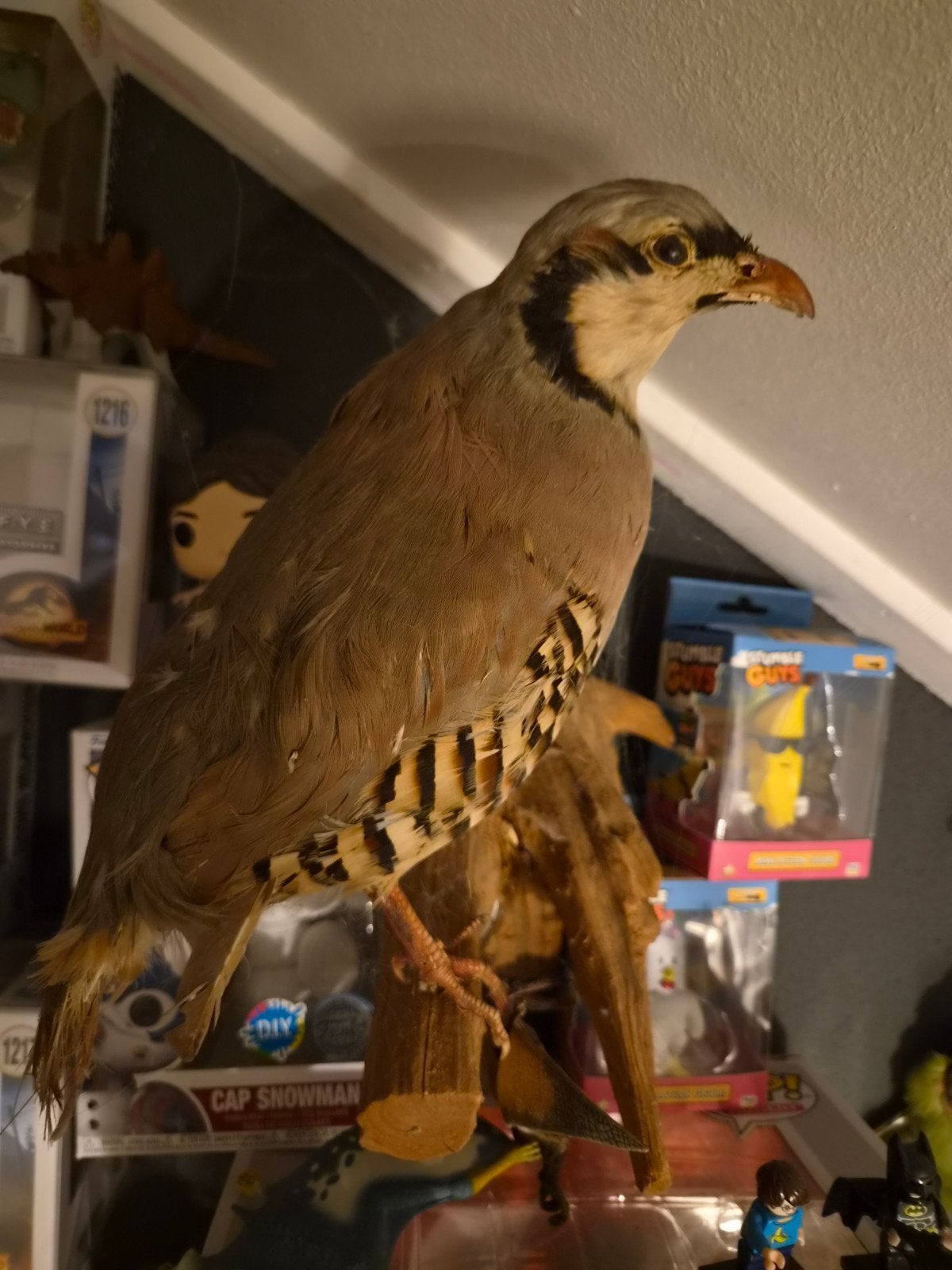 mooie opgezette steenpatrijs ( chukar ), Dieren en Toebehoren, Mannelijk