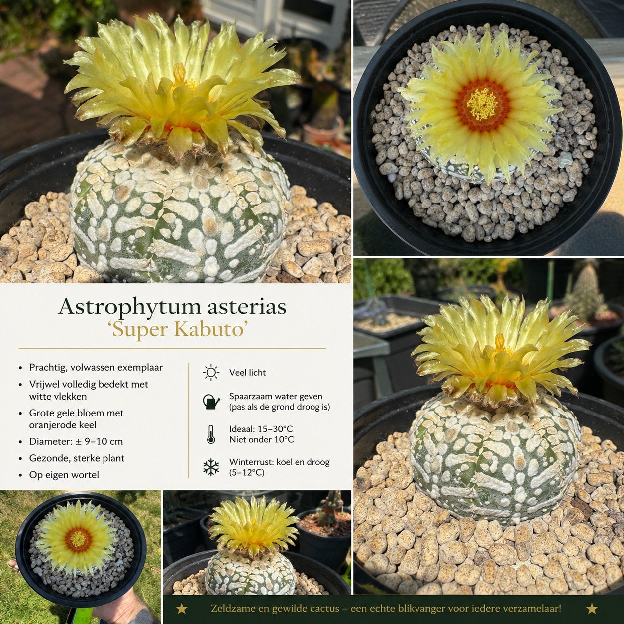 Astrophytum asterias 'Super Kabuto' - Zeldzame Cactus, Overige soorten, Volle zon, Vaste plant, Ophalen of Verzenden