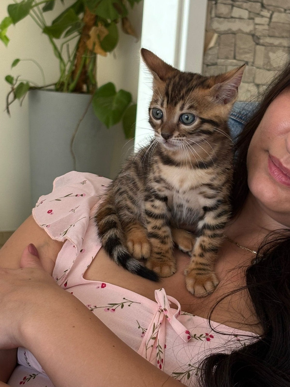 🐆 Bengaal Kitten  💯 Stamboom 1 junge, Dieren en Toebehoren