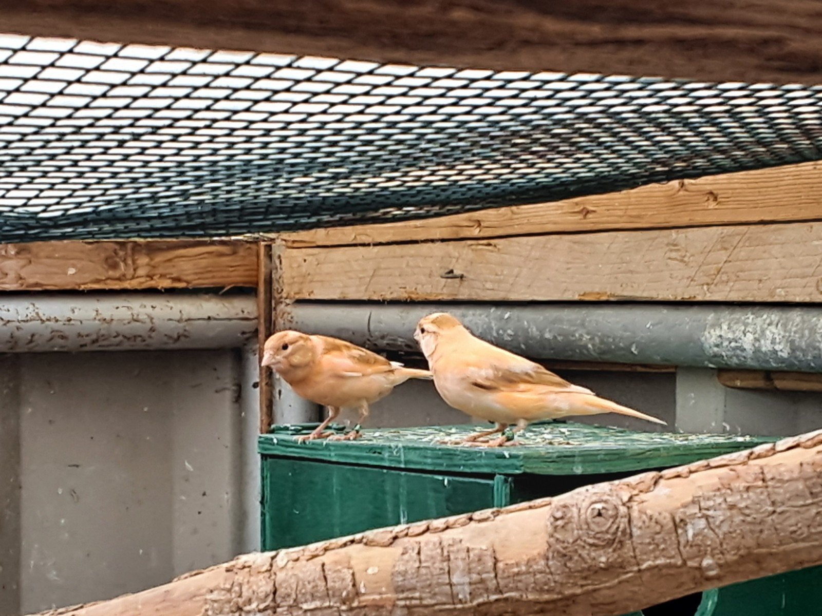 2 jonge oranje bonte kanaries, Dieren en Toebehoren, Vogels | Kanaries, Vrouwelijk, Kleurkanarie