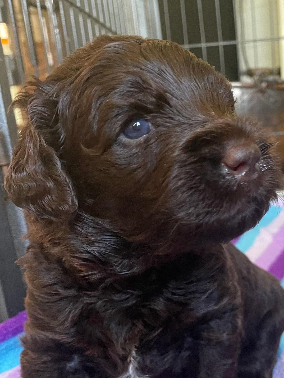 Chocolade bruine medium labradoodles met Australian bloed, Dieren en Toebehoren, Honden | Retrievers, Spaniëls en Waterhonden