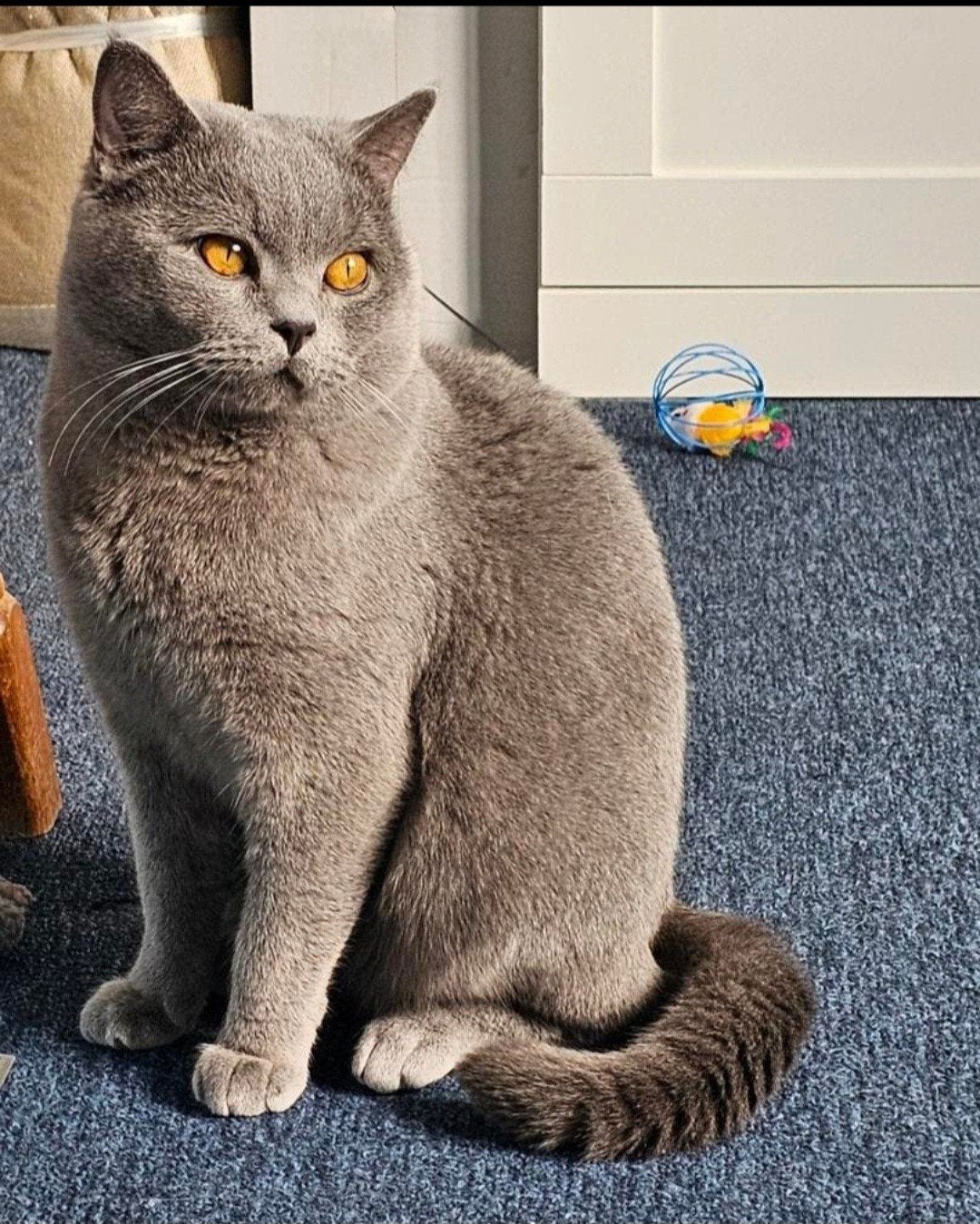 Ervaren, raszuiver Britse korthaar dekkater, 3 tot 5 jaar