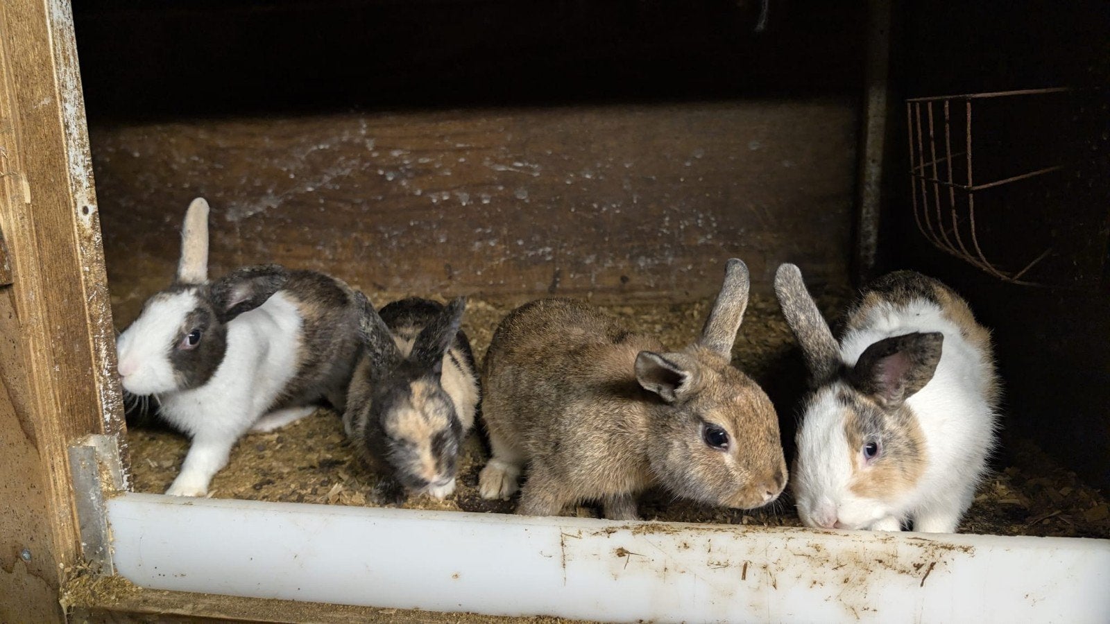 Meerdere dwerg konijnen te koop, Dieren en Toebehoren, Mei, Meerdere dieren, Overige typen, Tam