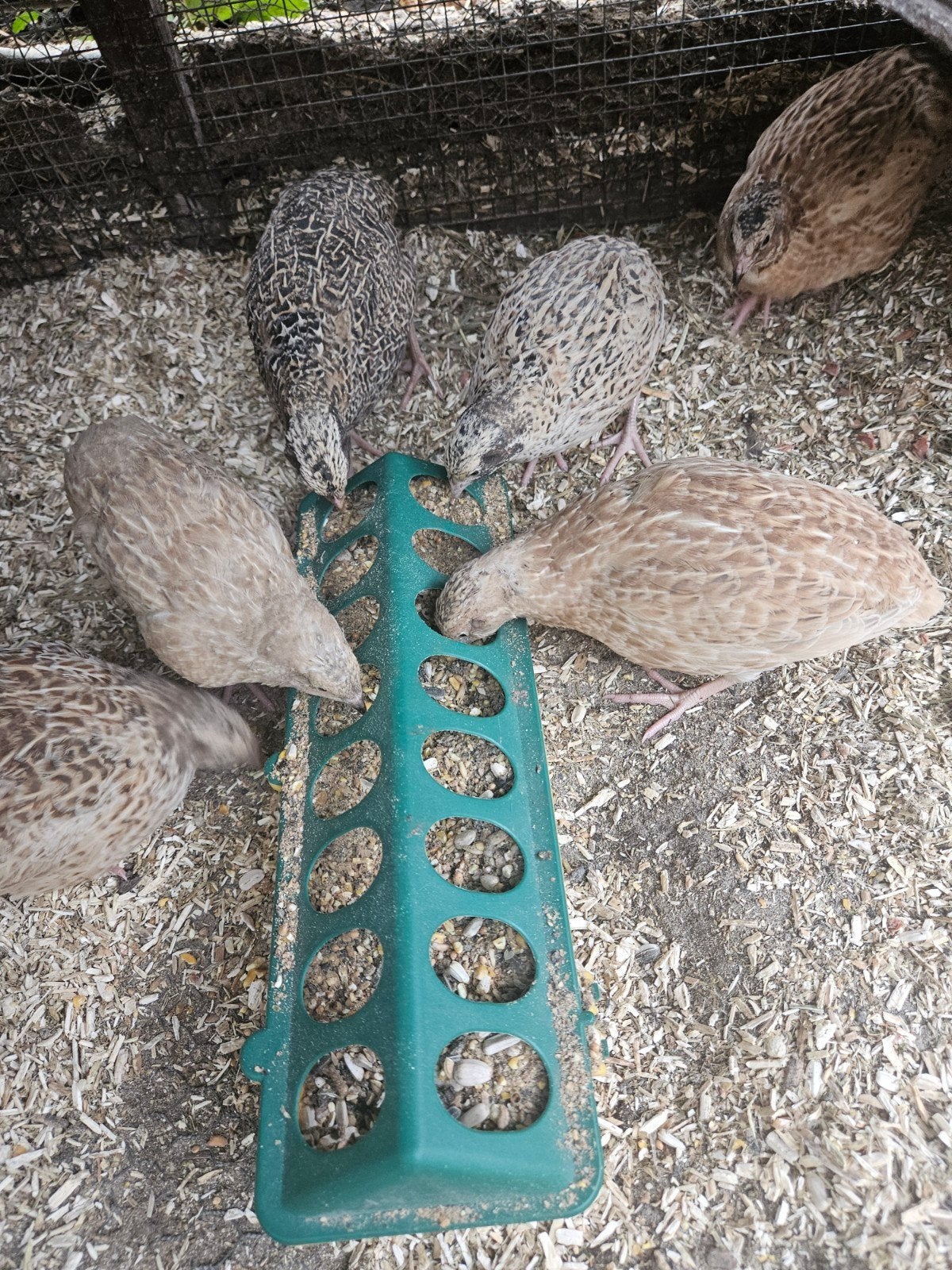 Jonge handtamme Japanese kwartelhennen tussen 10- 16 weken, Meerdere dieren, Kip