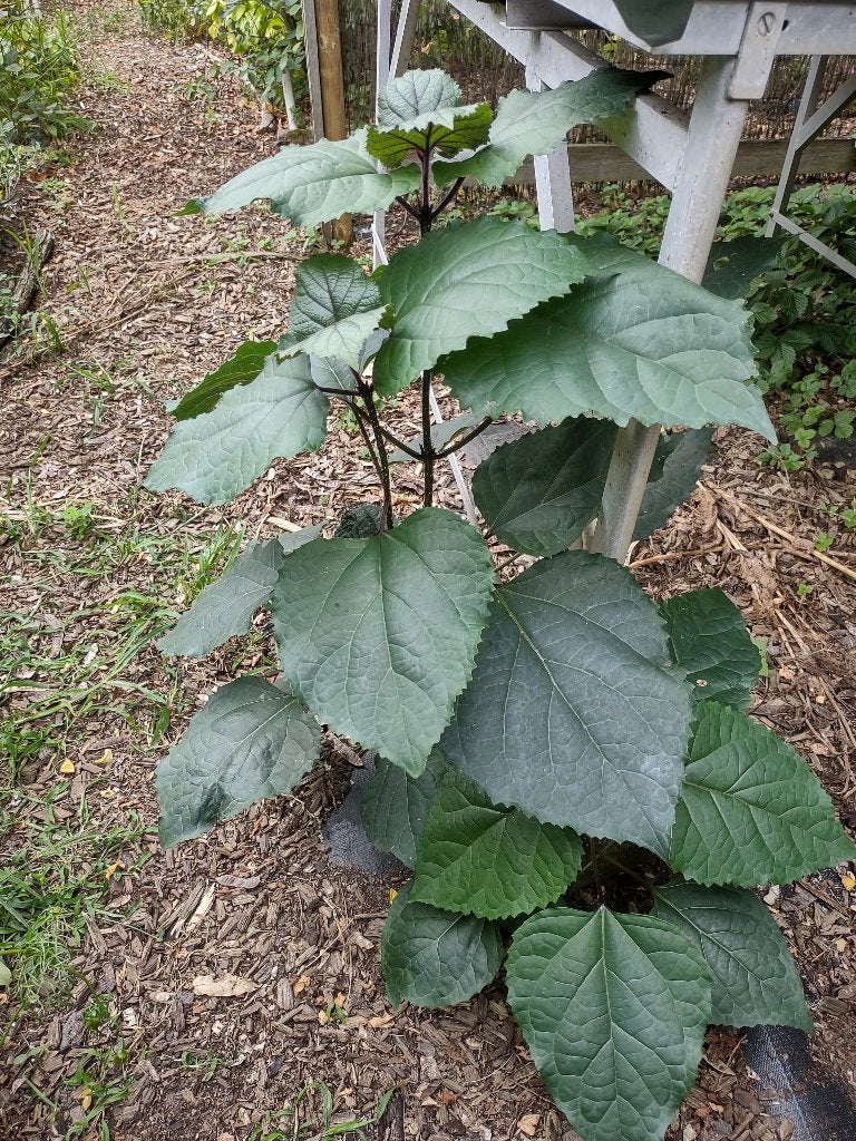 Pindakaas plant, Clerodendrum bungeii, Ophalen, Herfst, Halfschaduw, Overige soorten