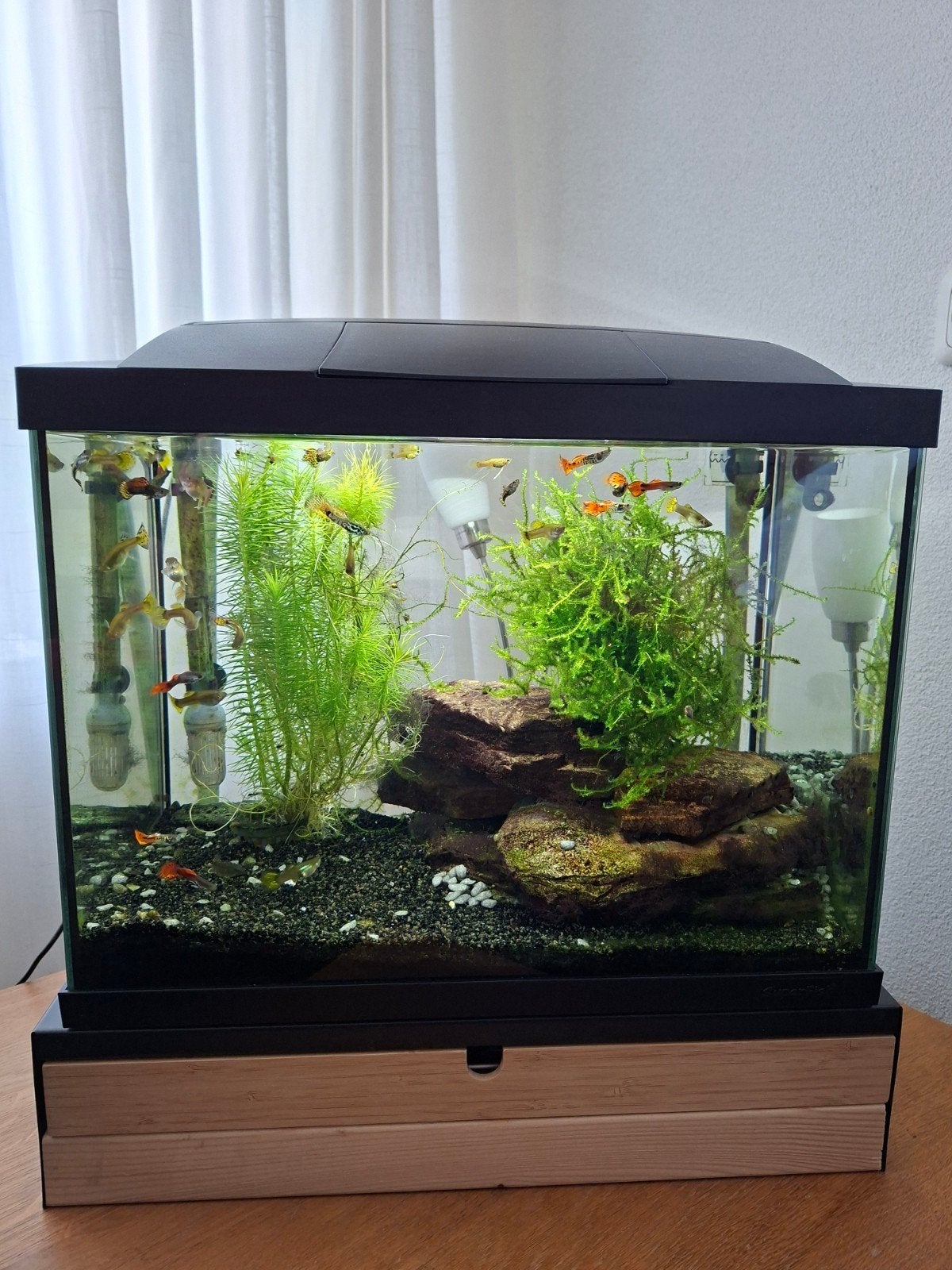 Te koop zgan aquarium compleet met filter,vissen,planten,en., Vis