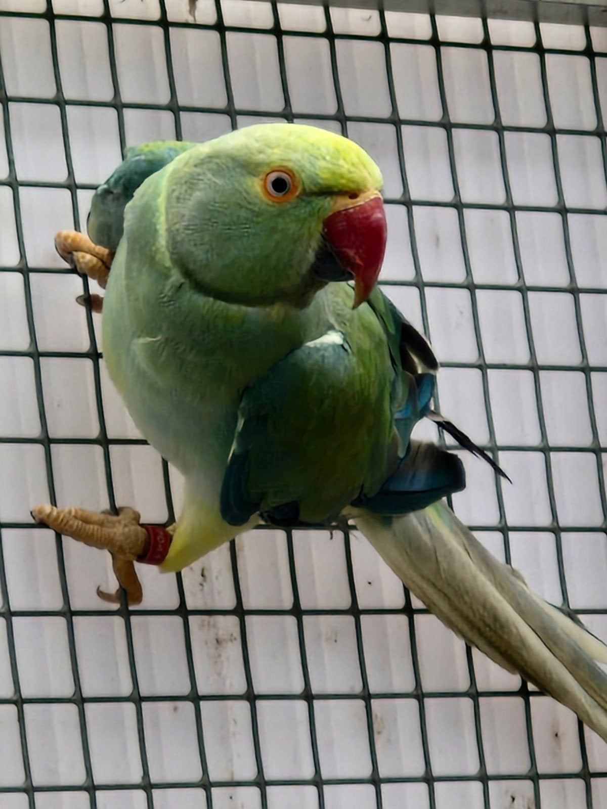 Koppel halsband parkieten 24 /  25, Dieren en Toebehoren, Vogels | Parkieten en Papegaaien, Meerdere dieren, Parkiet