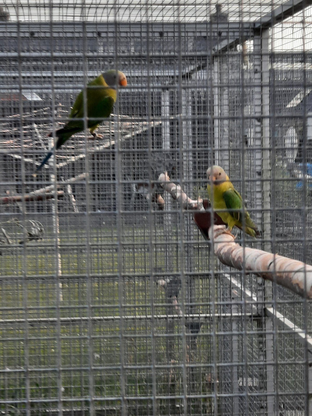 Mooie pruimekop parkieten van 2025 ., Meerdere dieren, Parkiet