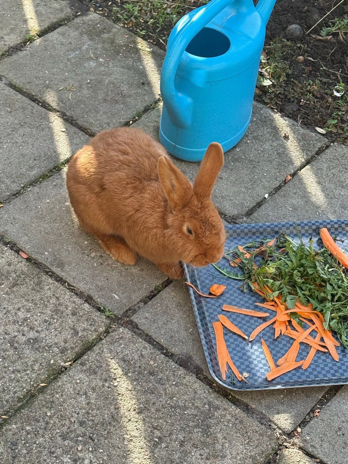 Een konijn van 2 maanden oud., Dieren en Toebehoren, Mannelijk, Dwerg