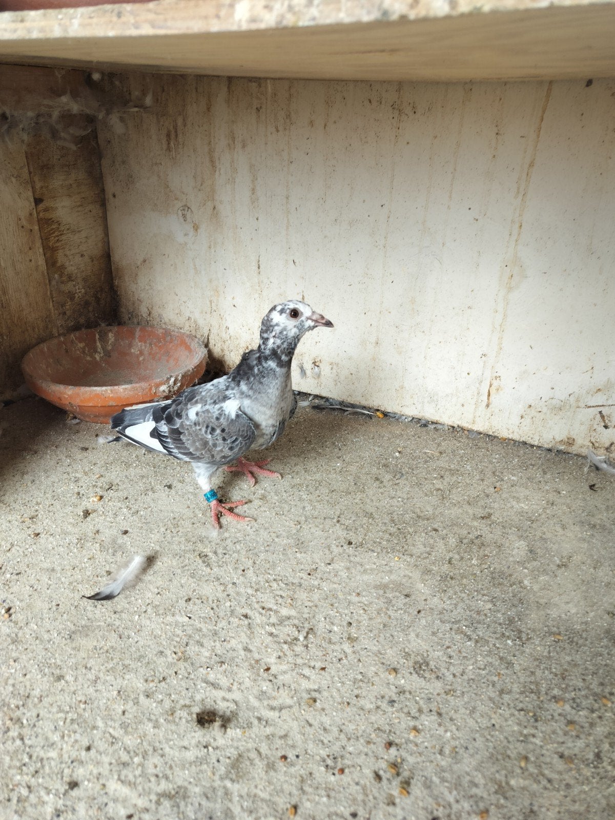 8 jonge duiven te koop, Dieren en Toebehoren, Vogels | Duiven, Meerdere dieren, Postduif