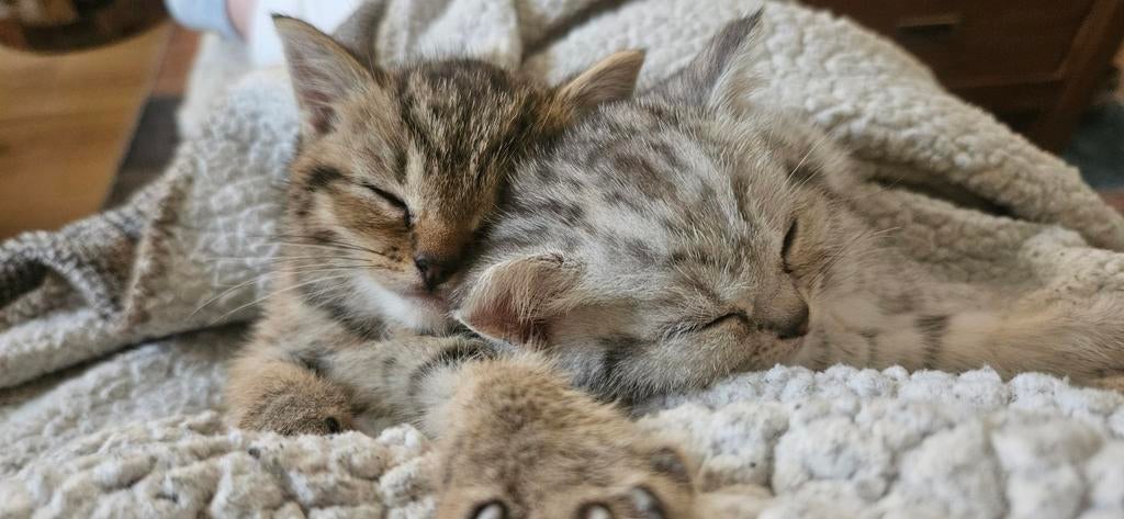 britse korthaar kittens, Meerdere dieren