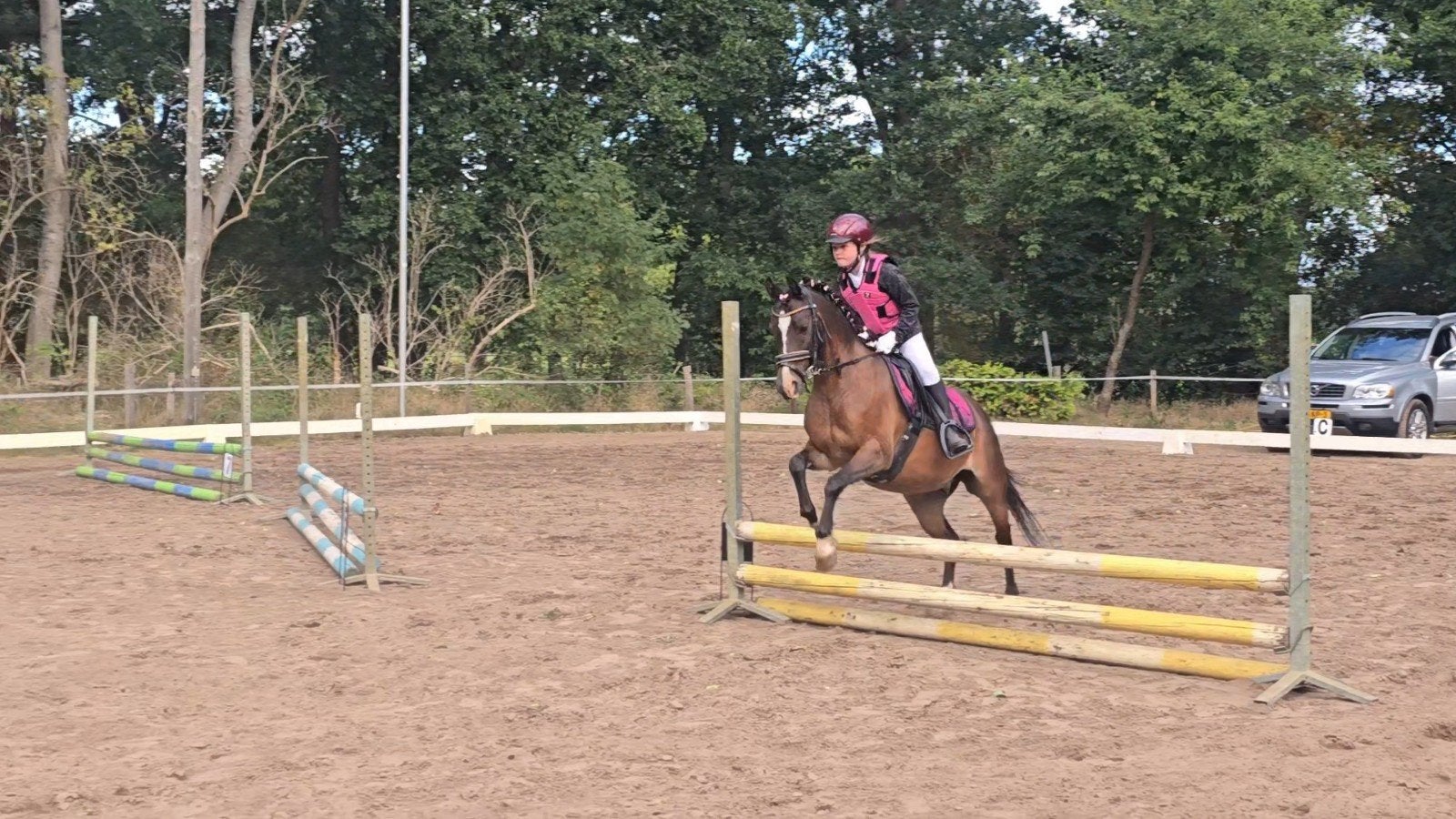 Bomproof Welsh kinderpony en men pony, Dieren en Toebehoren, Pony's, Ruin, Dressuurpony, B pony (1.17m tot 1.27m), 11 jaar of ouder