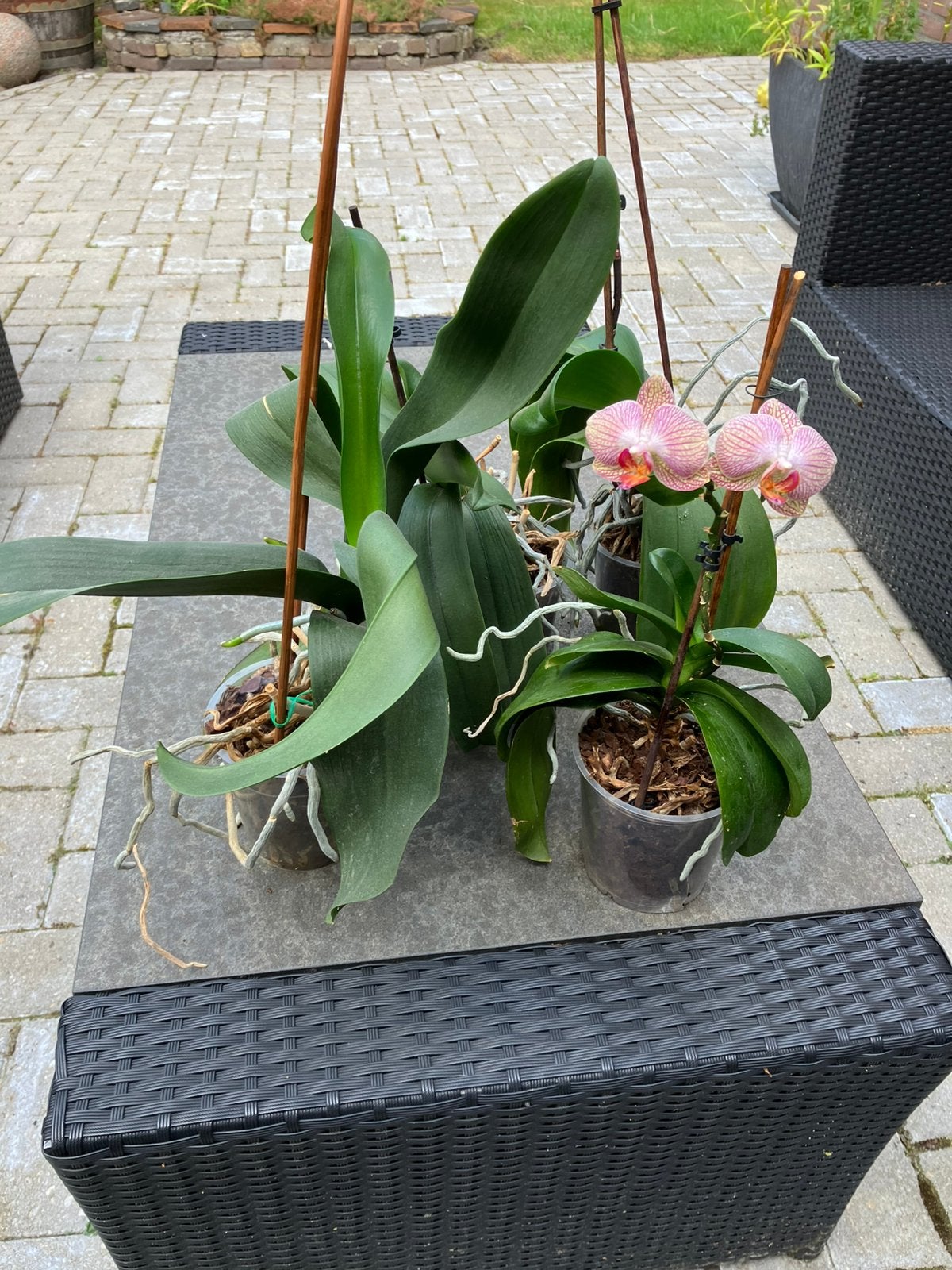 Orchideeën vier planten., Ophalen