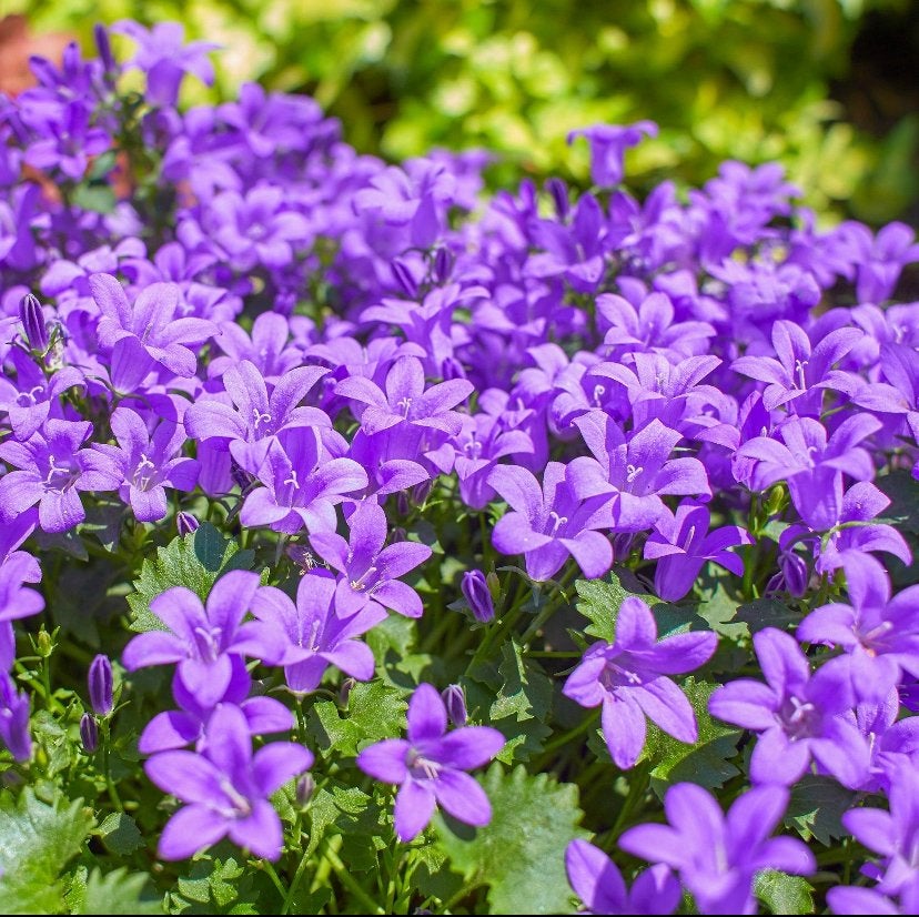 Tuinplanten - Campanula Portenschlagiana - Chemievrij, Tuin en Terras, Planten | Tuinplanten, Bodembedekkers, Vaste plant, Ophalen of Verzenden