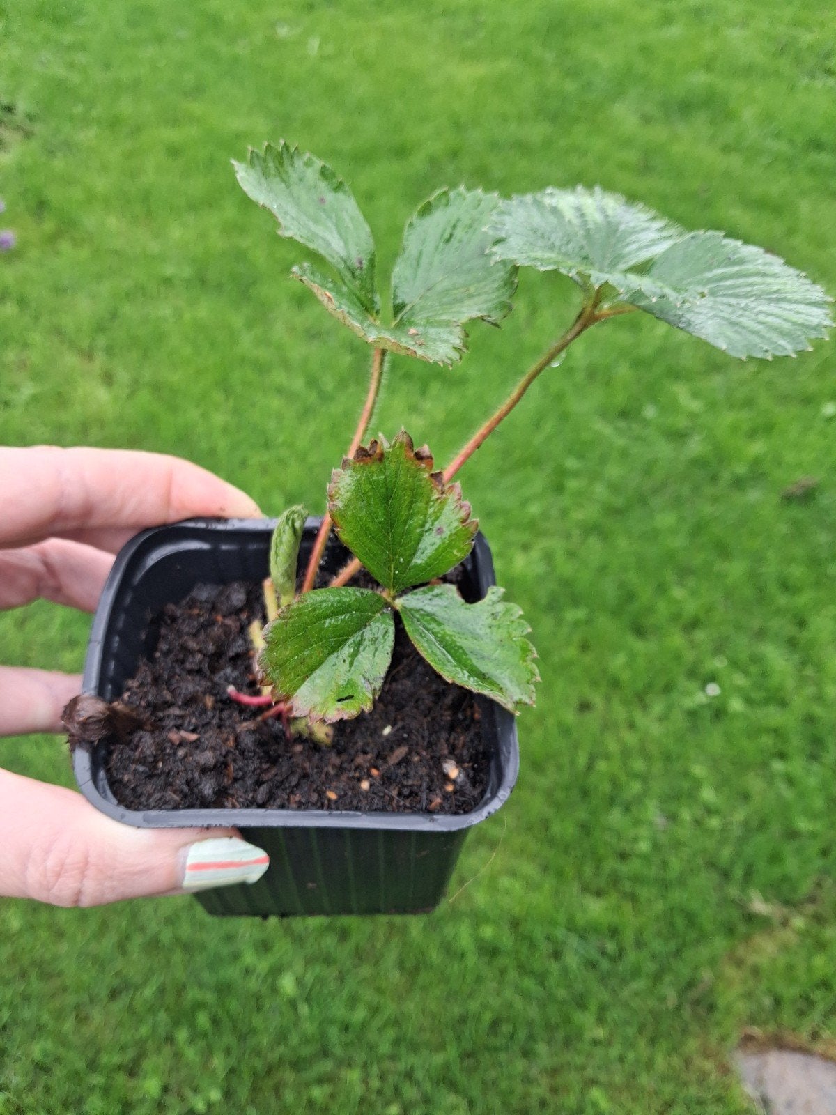 Aardbeienplantjes - meerdere beschikbaar, Ophalen, Volle zon, Vaste plant, Fruitplanten