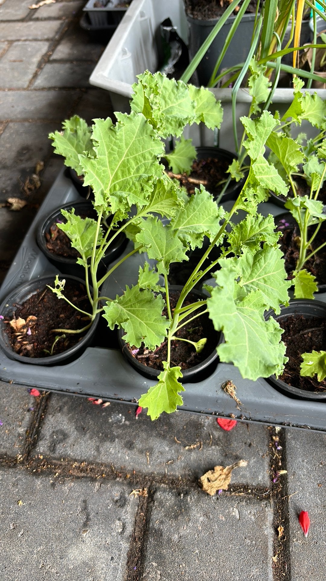 Boerenkoolplanten Boerenkool, Tuin en Terras, Planten | Tuinplanten, Volle zon, Ophalen of Verzenden, Zomer, Groenteplanten