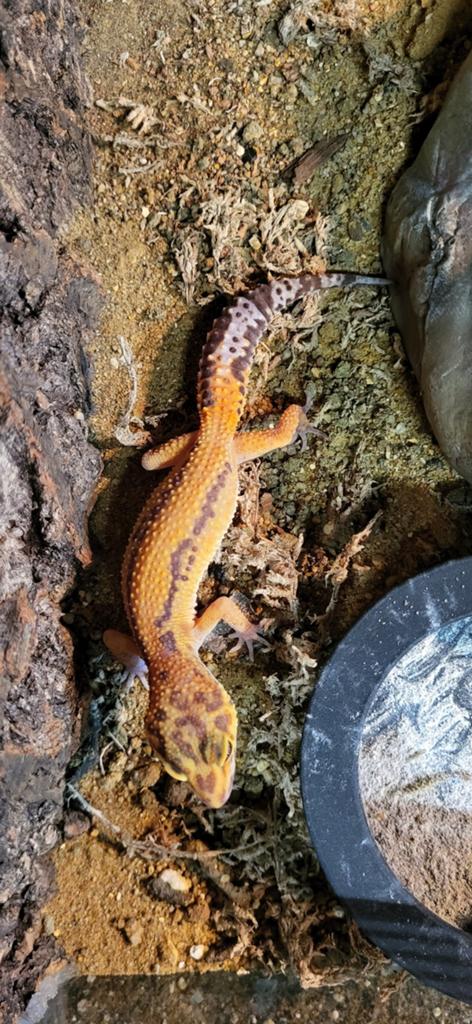 Luipaardgekko - Eublepharis
macularius, Dieren en Toebehoren, Reptielen en Amfibieën, Hagedis, Tam, 0 tot 2 jaar
