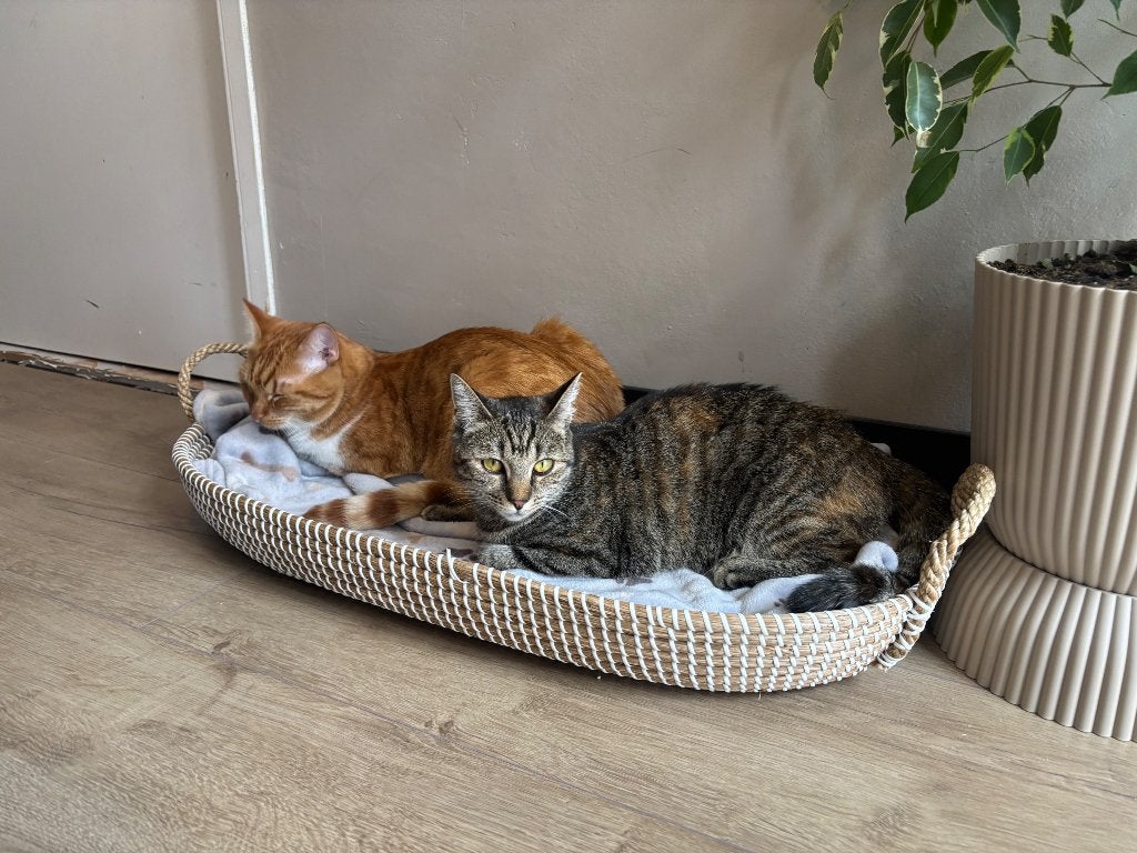 Een poes en een kater, Dieren en Toebehoren, Meerdere dieren, Kortharig, 0 tot 2 jaar