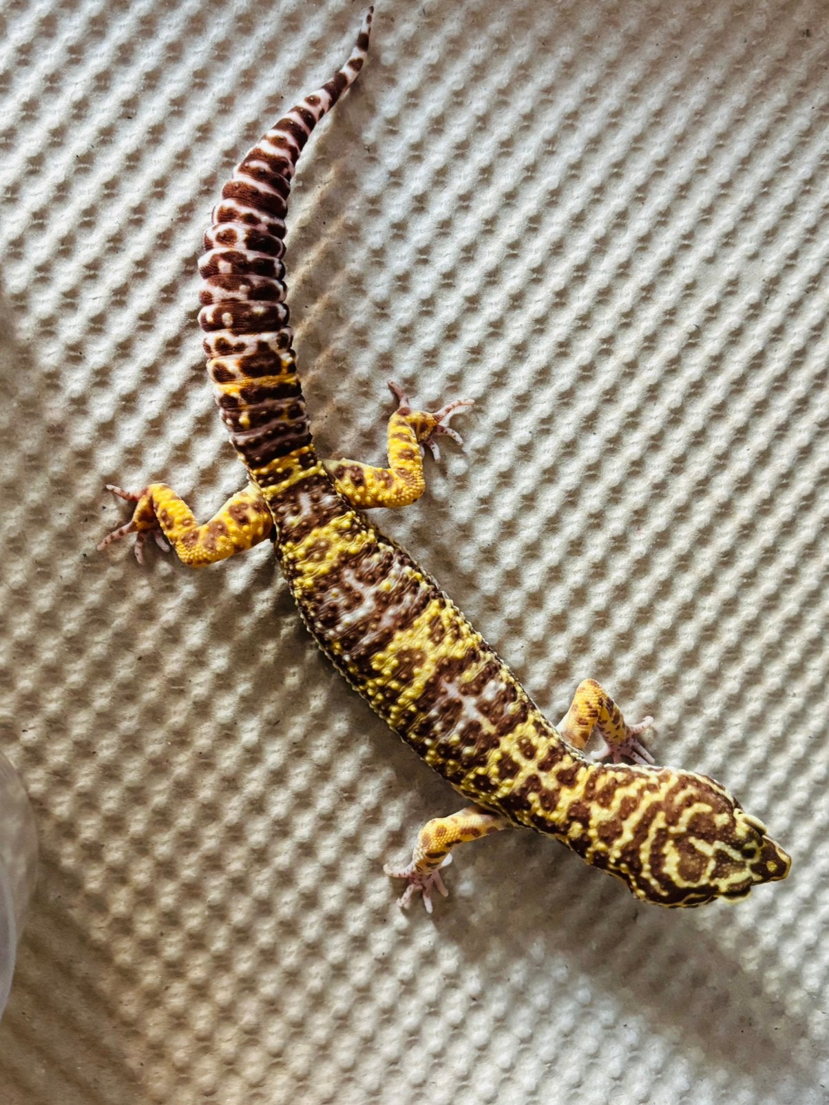 Luipaardgekko Leopard Gecko - male for sale from Cindy
