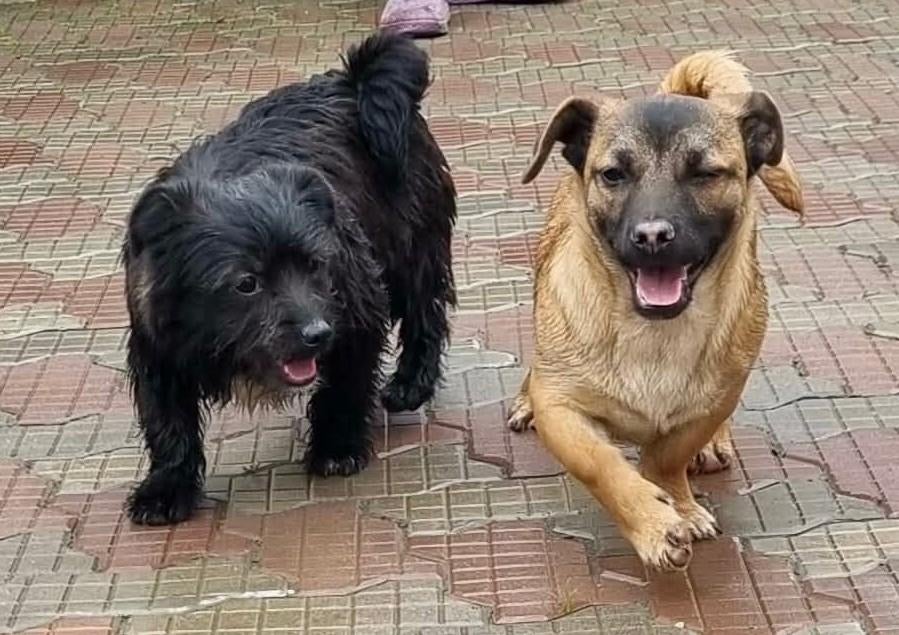 LEVIN, VROLIJKE, MENSGERICHTE, PUP,  KLEINE MIDDELMAAT, Dieren en Toebehoren, Honden | Niet-rashonden, Particulier, 15 weken tot 1 jaar