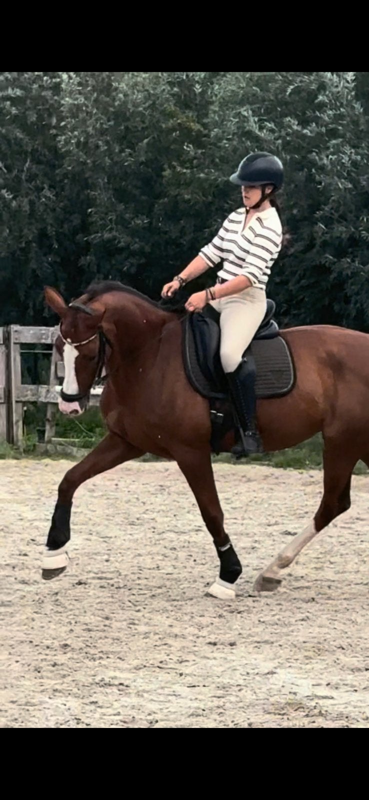 Opzoek naar een paard/pony die ik kan bijrijden