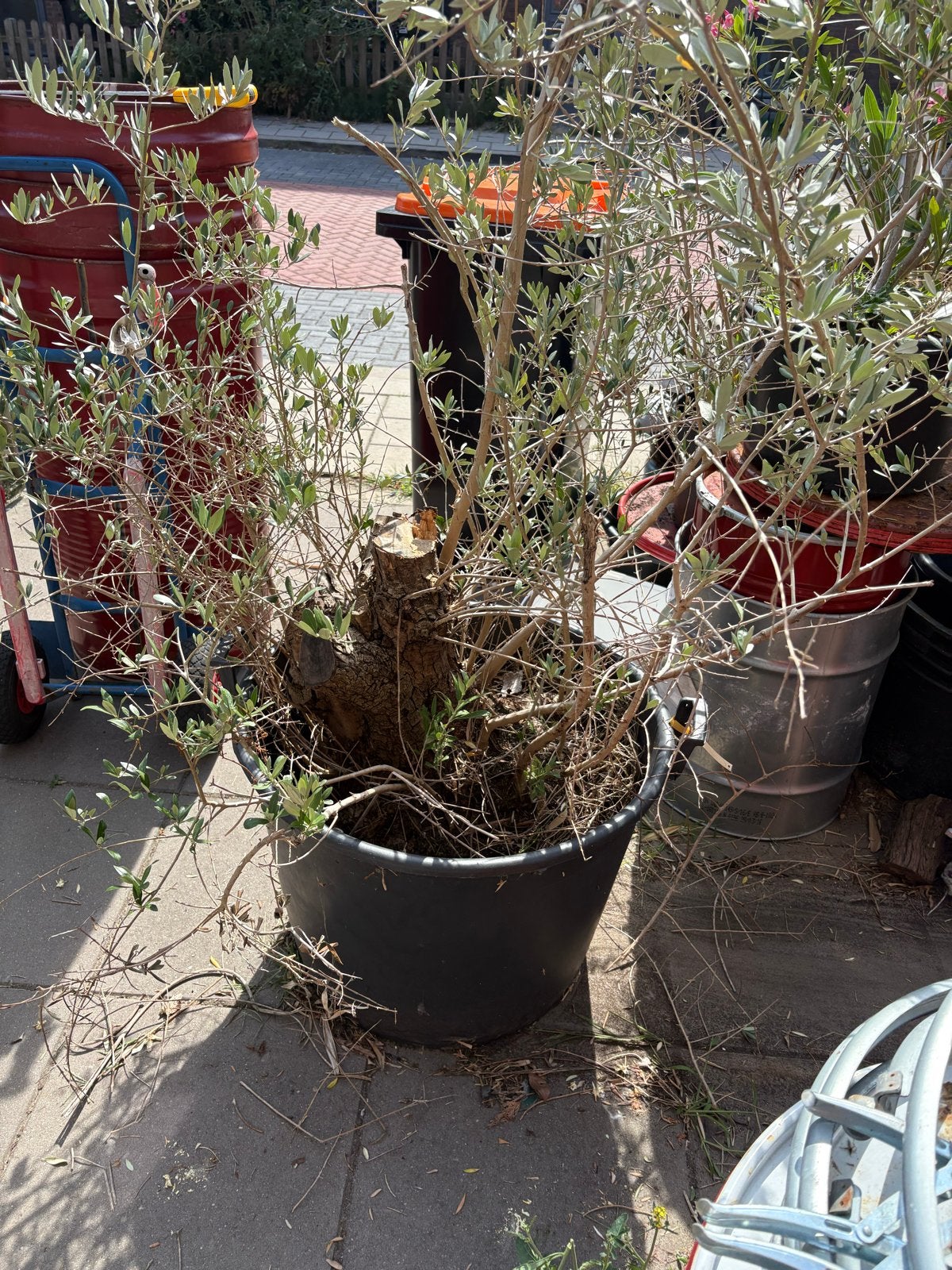 Grote olijfboom in pot - Perfect voor terras of tuin, Volle zon, Vaste plant, Lente, Ophalen