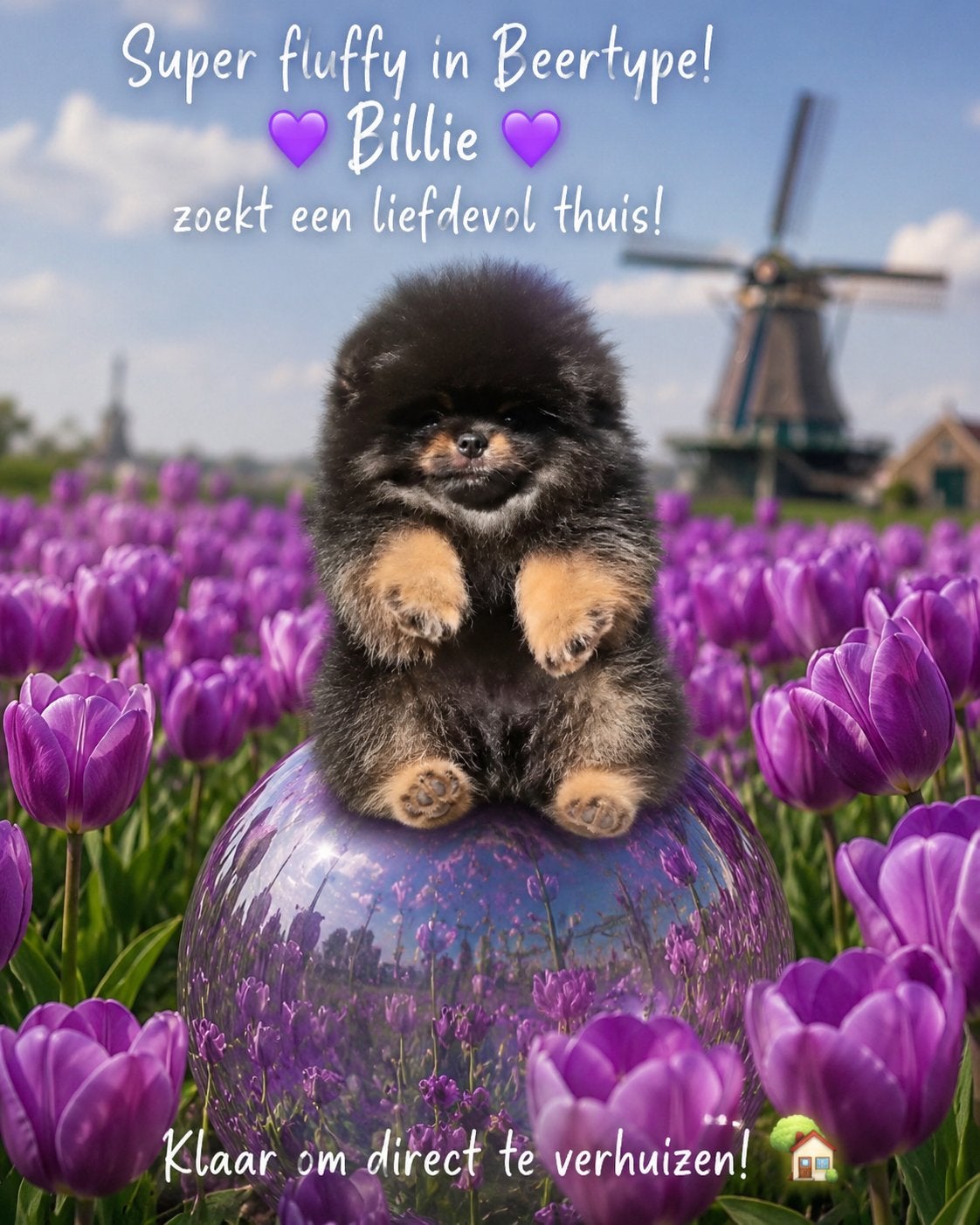 Pomeriaan puppy, Dieren en Toebehoren, Keeshond, 15 weken tot 1 jaar, Teef, Parvo