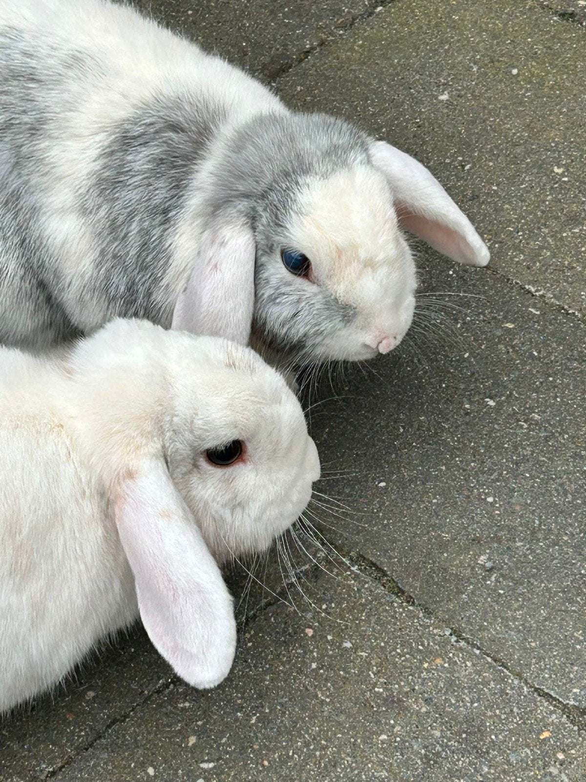 2 gecastreerde broers zoeken een nieuw huis, Mannelijk