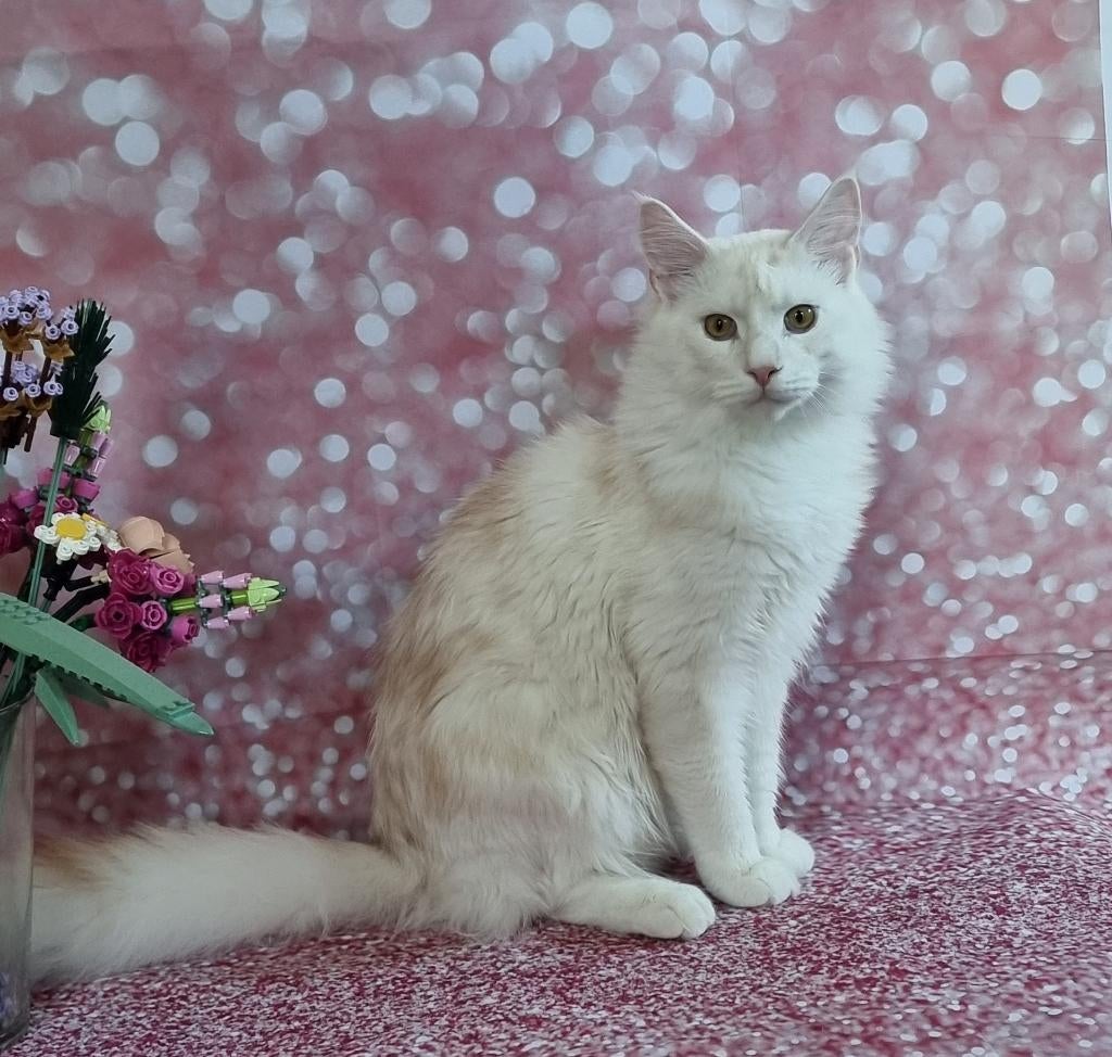 Prachtige Maine Coon kittens met stamboom (9mnd), Meerdere dieren, Met stamboom, 0 tot 2 jaar