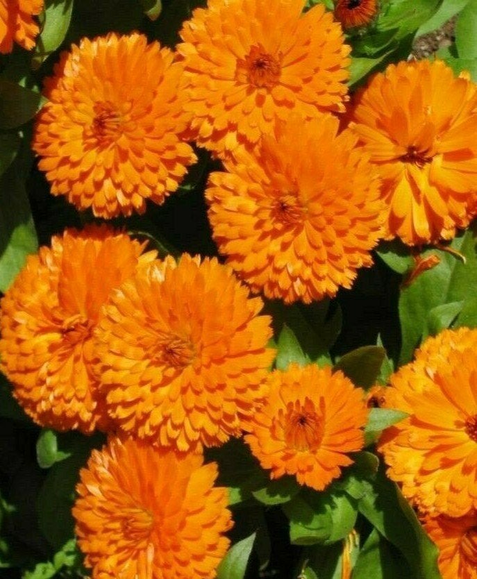 Goudsbloem zaden - Vroegbloeiend voor volgend jaar, Ophalen of Verzenden, Najaar, Volle zon, Zaad