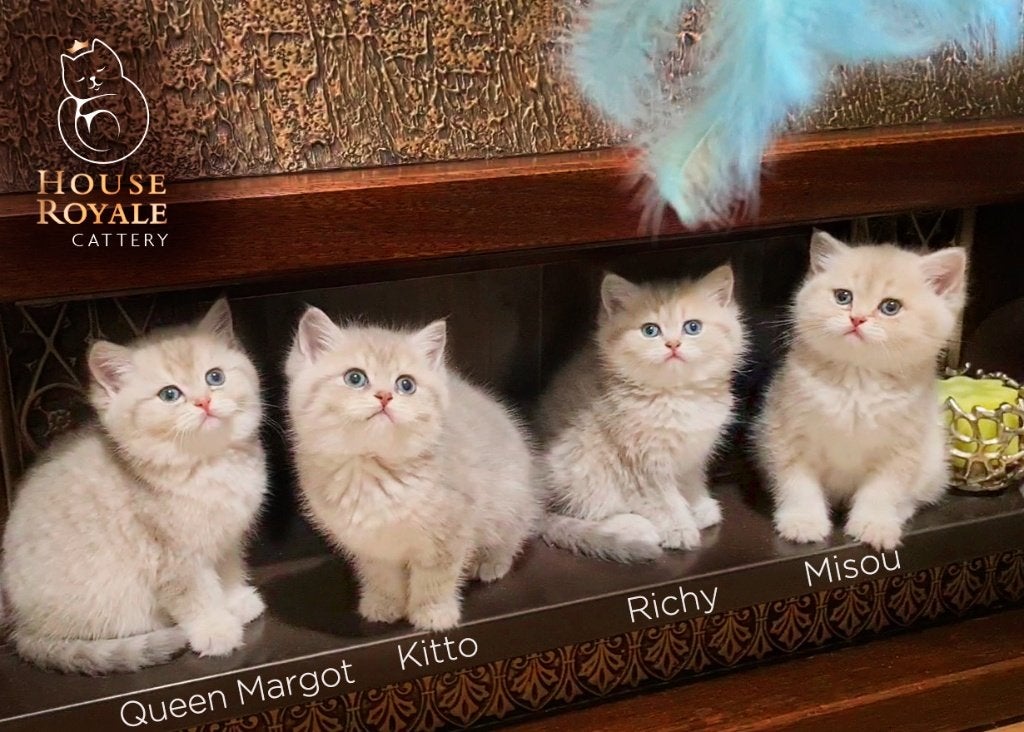 De mooiste en liefste Britse Korthaar kittens met stamboom, Dieren en Toebehoren, Katten en Kittens | Raskatten | Korthaar, Meerdere dieren