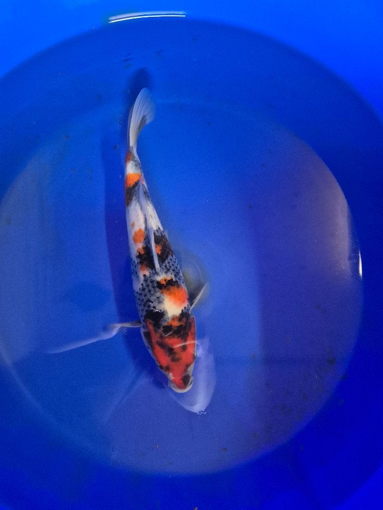 Mooie showa, Karper of Koi