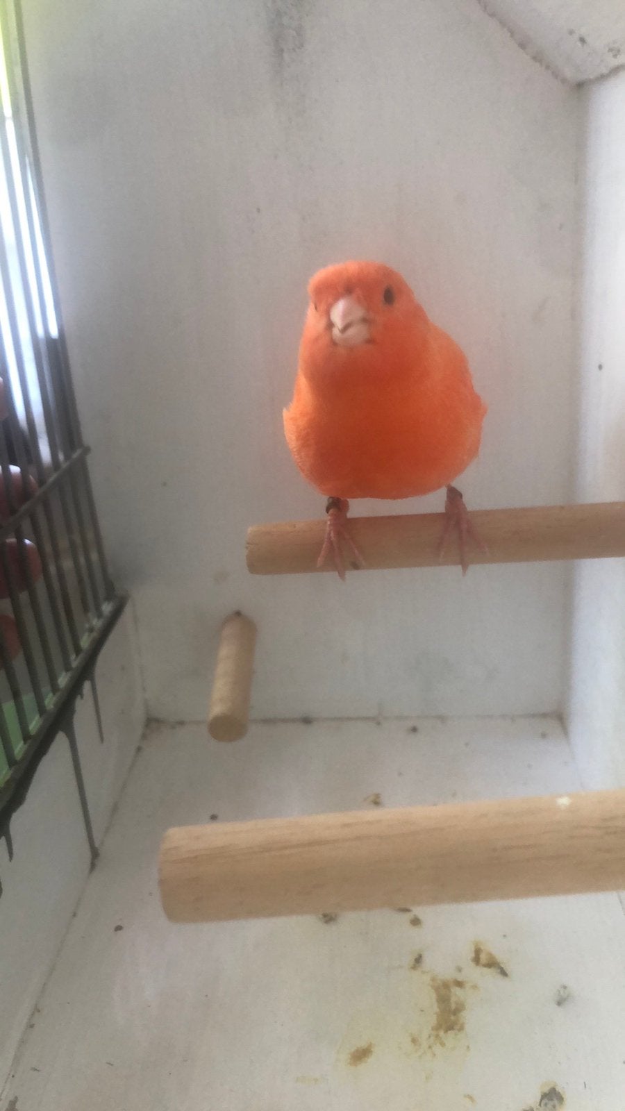 Te koop ;  Forse Rode Mannelijke Kanarie., Dieren en Toebehoren, Vogels | Kanaries, Mannelijk, Kleurkanarie