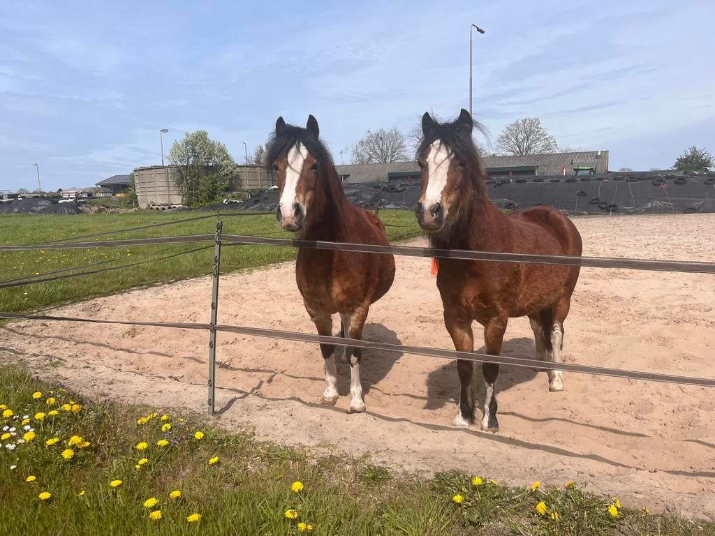 Twee liefste welsh pony’s. Moeder en dochter, Dieren en Toebehoren, Pony's, Merrie, B pony (1.17m tot 1.27m), Met stamboom, 7 tot 10 jaar