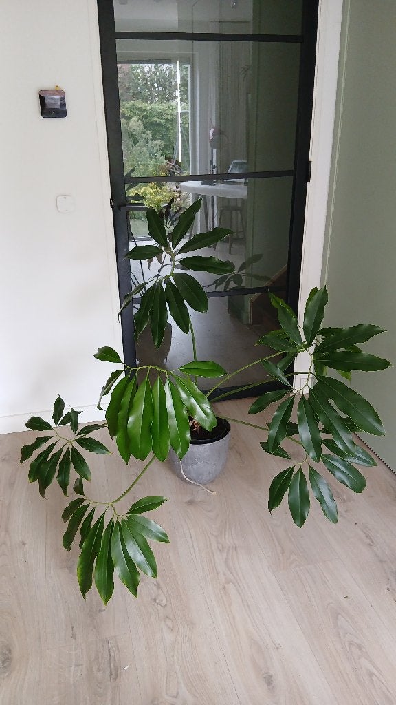 Philodendron goeldii of Thaumatophyllum spruceanum, Huis en Inrichting, Groene kamerplant, Ophalen, Halfschaduw, 100 tot 150 cm