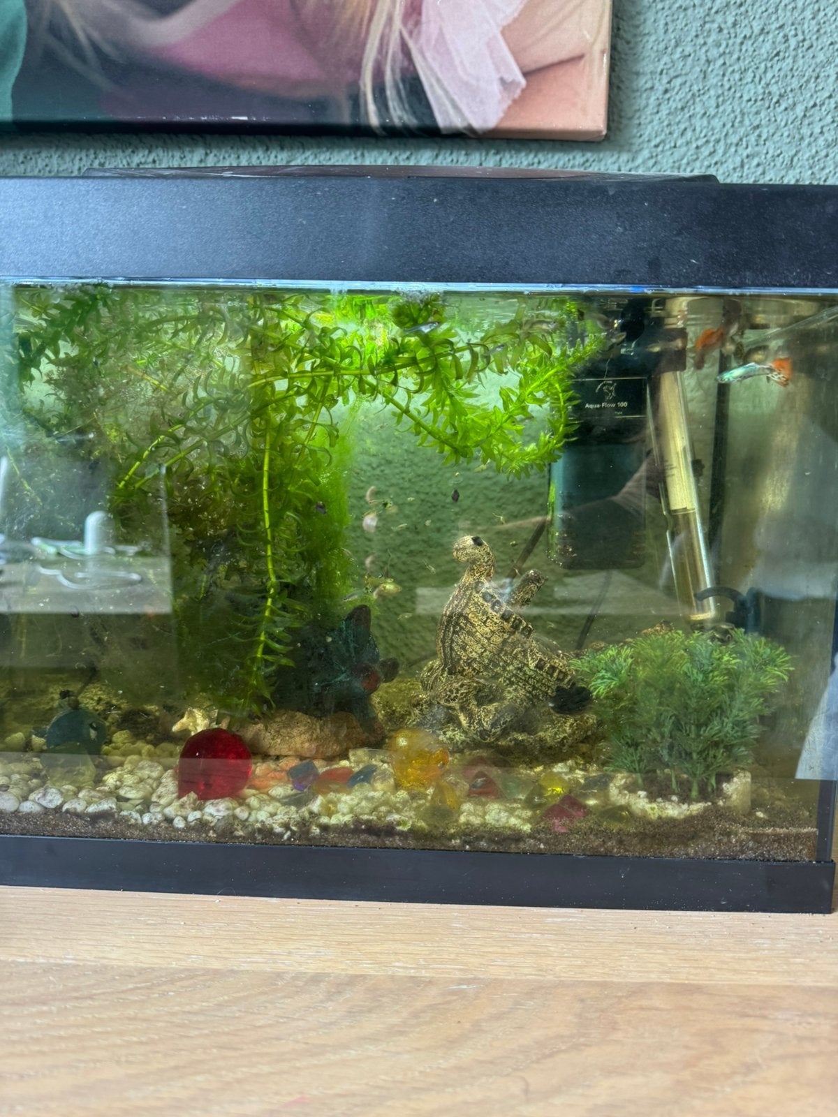 Aquarium Tetra, Ophalen, Gebruikt, Gevuld zoetwateraquarium, Inclusief vissen