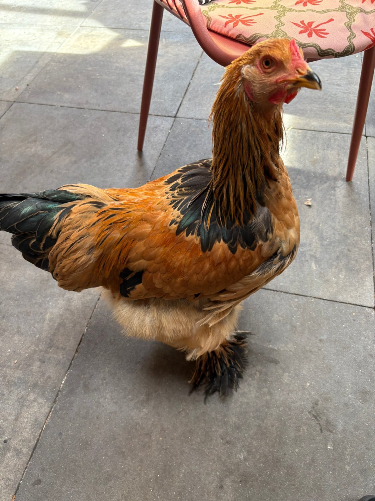 Lieve brahma haan, Mannelijk, Kip