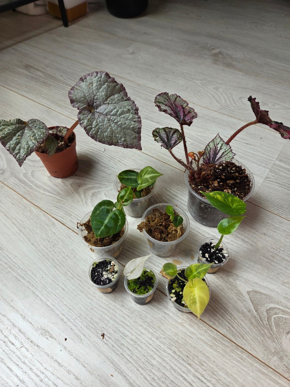 Opruiming zeldzaam kamerplanten pakket, Huis en Inrichting, Kamerplanten, Ophalen of Verzenden, Halfschaduw, Minder dan 100 cm