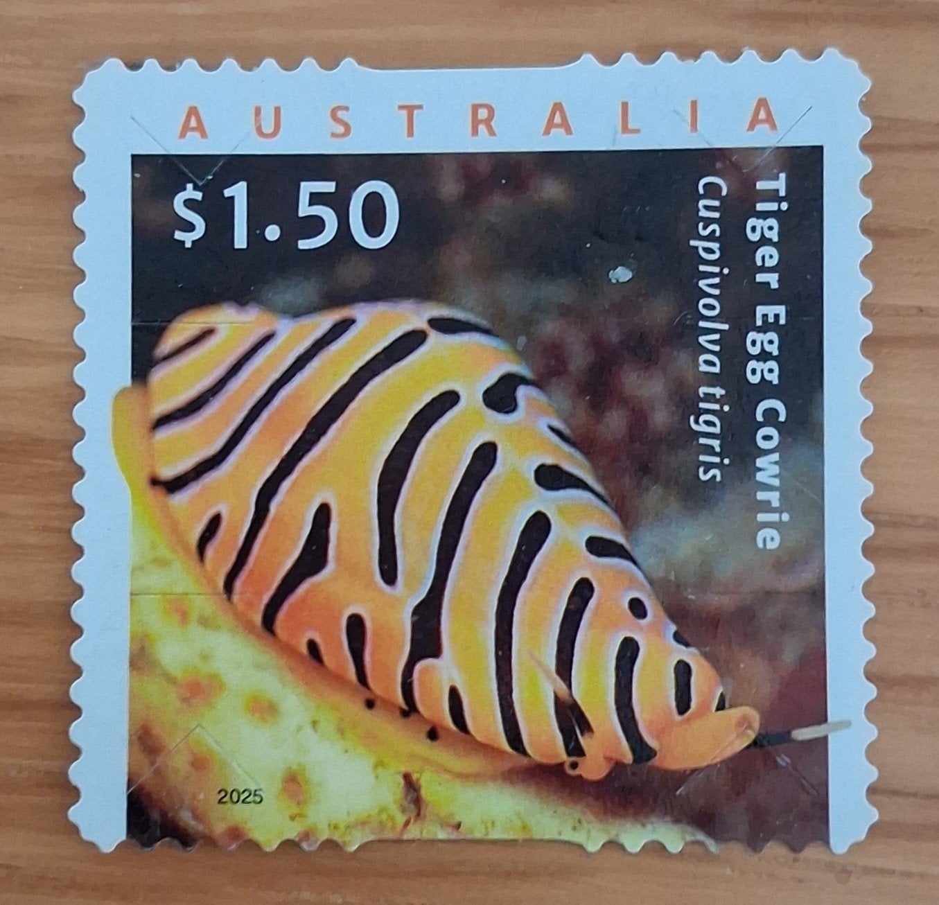 AUSTRALIË 2025 : LIVING SEASHELL S.A, Ophalen of Verzenden