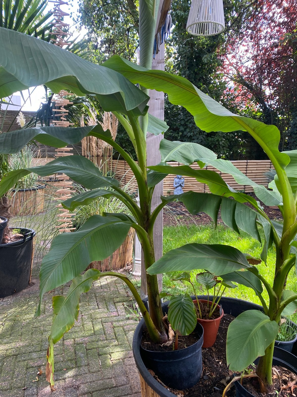 Grote Bananenplant (Musa Basjoo) in pot 175 cm, Bloeit niet, Overige soorten, 250 tot 400 cm, Ophalen