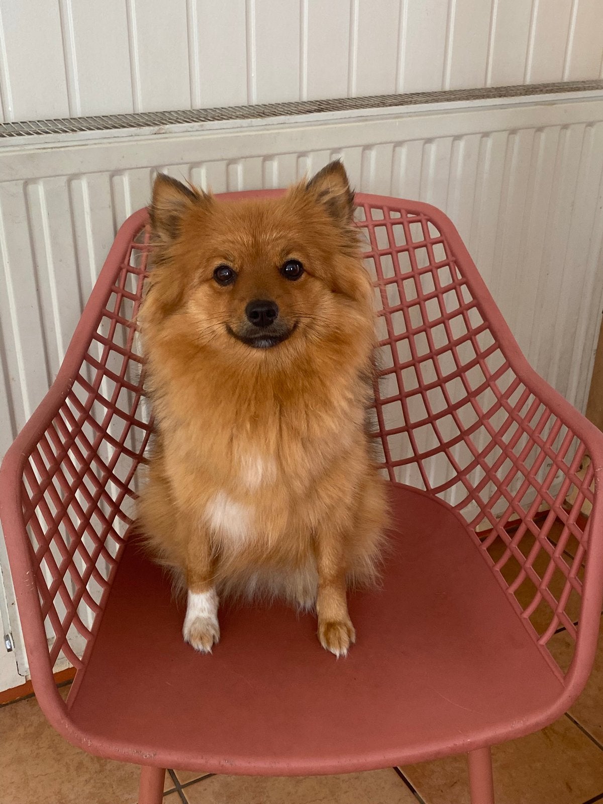 Pomeriaan x keeshond 1,5 jaar, Dieren en Toebehoren, Keeshond, 1 tot 2 jaar, Teef, Parvo
