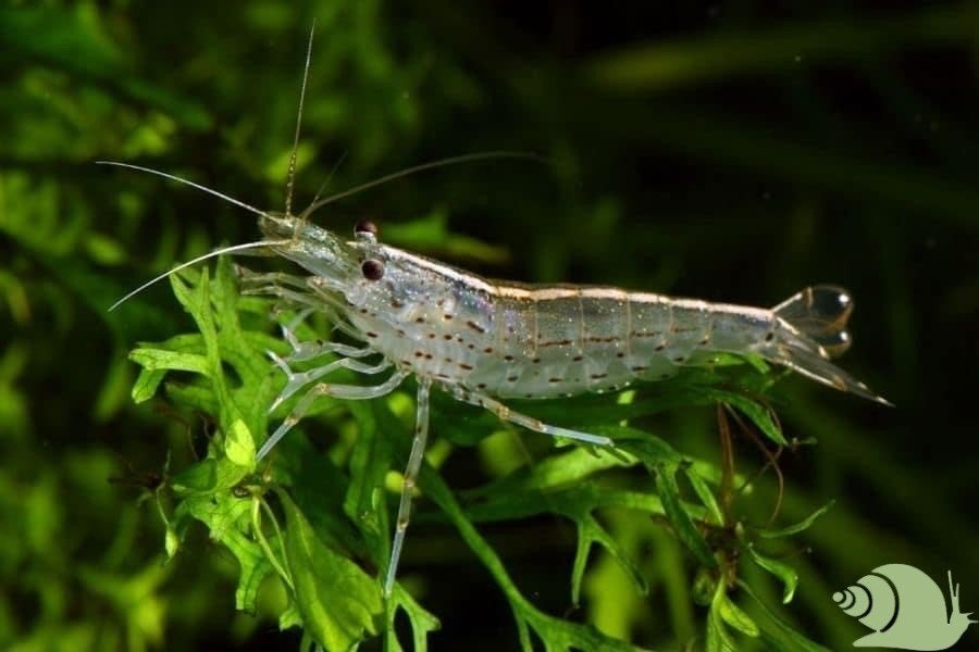 Japonica garnalen - doorzichtig 2cm groot, Dieren en Toebehoren, Kreeft, Krab of Garnaal