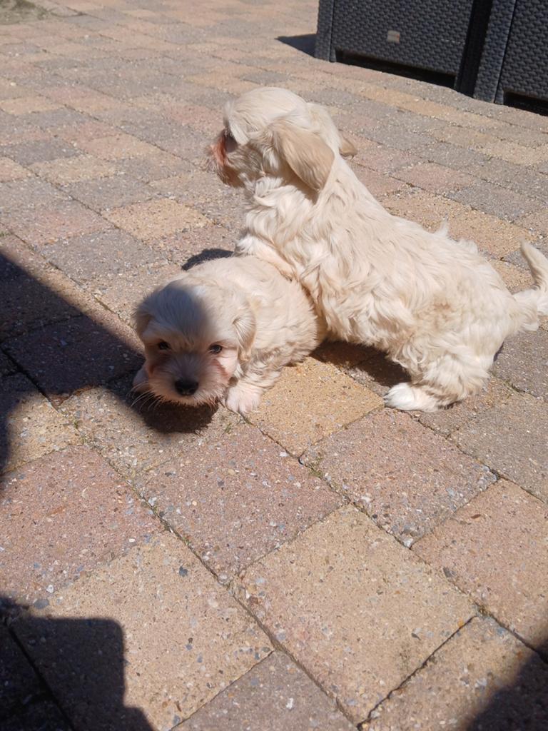 Maltipoo pups, Overige rassen, 8 tot 15 weken, Parvo, Meerdere
