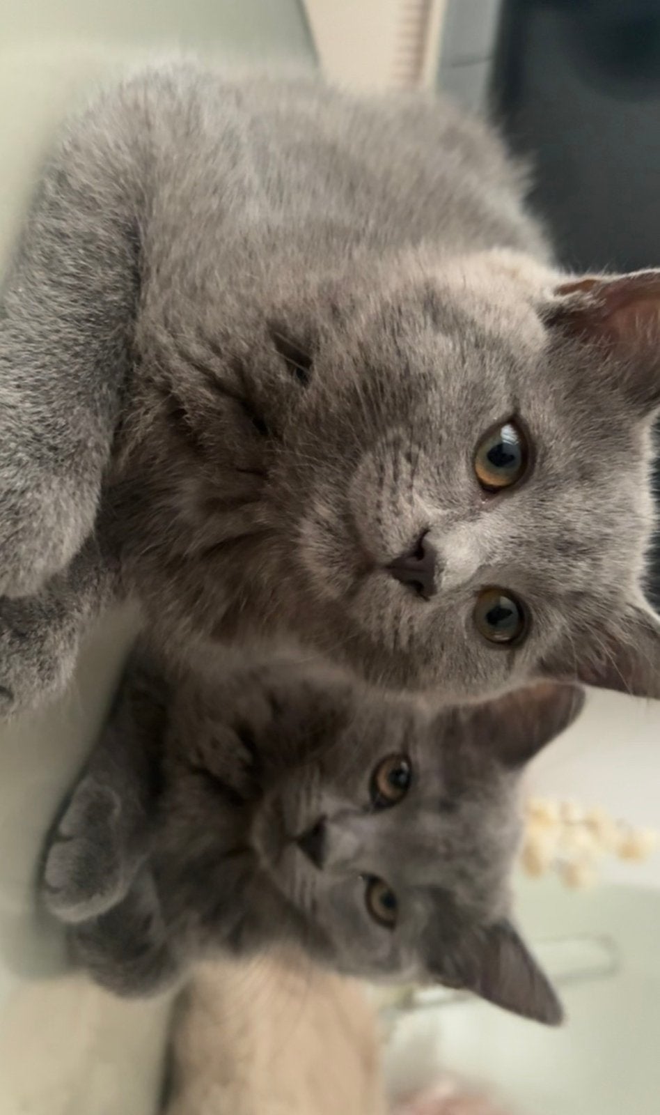 Britse korthaar x ragdoll, Kater, Ontwormd
