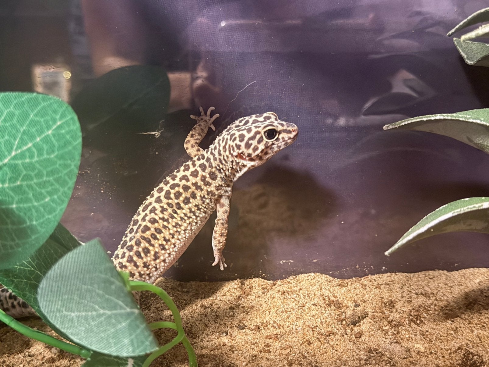 Koppel Luipaardgekko Leopard Gecko photo 2