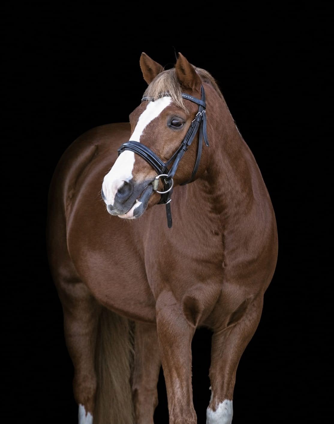sport pony allround, Gechipt, Minder dan 160 cm, Z, Ruin